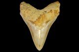 Serrated, Fossil Megalodon Tooth - Indonesia #151821-1